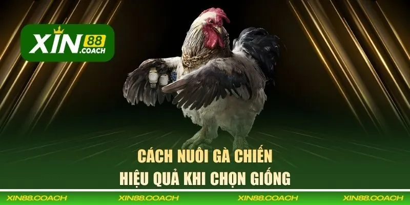 Cách nuôi gà chiến hiệu quả khi chọn giống tại XIN88
