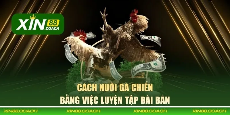 Luyện tập gà đá đúng cách