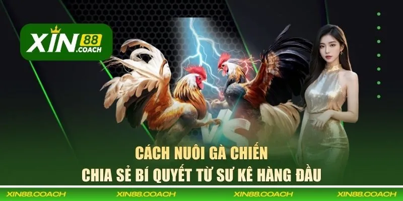 cách nuôi gà chiến